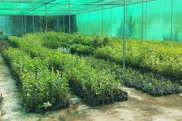 Horticulture Nursery